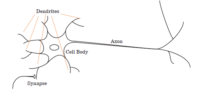 Biological Neuron